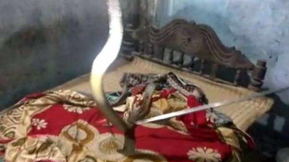 5 फुट का सांप घर में घुसा