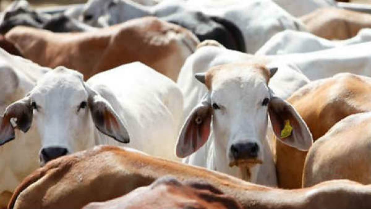 cattle cattle