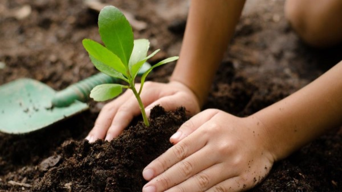 Haryana government gift for Farmers, Give 50 percent subsidy on fertilizer Haryana government gift for Farmers, Give 50 percent subsidy on fertilizer