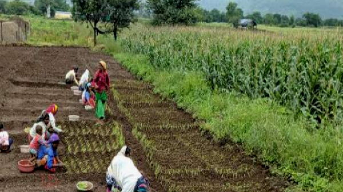 Government work on doubling the income of farmers, double benefit by cultivating onions after moong Government work on doubling the income of farmers, double benefit by cultivating onions after moong