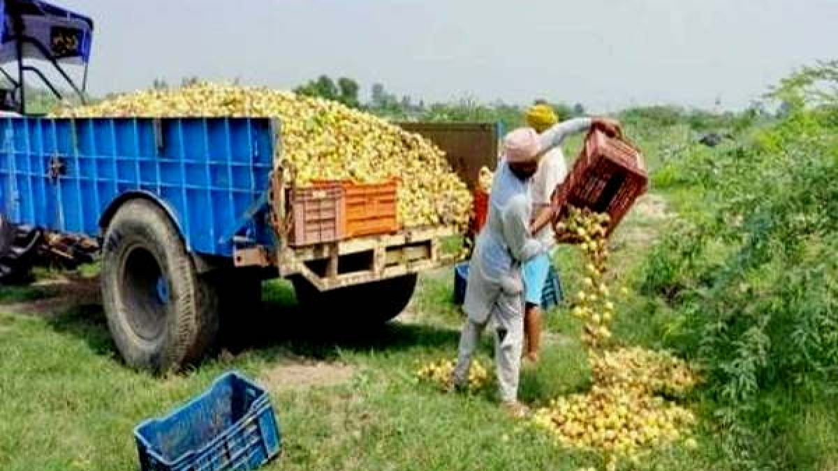टमाटर के बाद अमरूद की बर्बादी की खबर