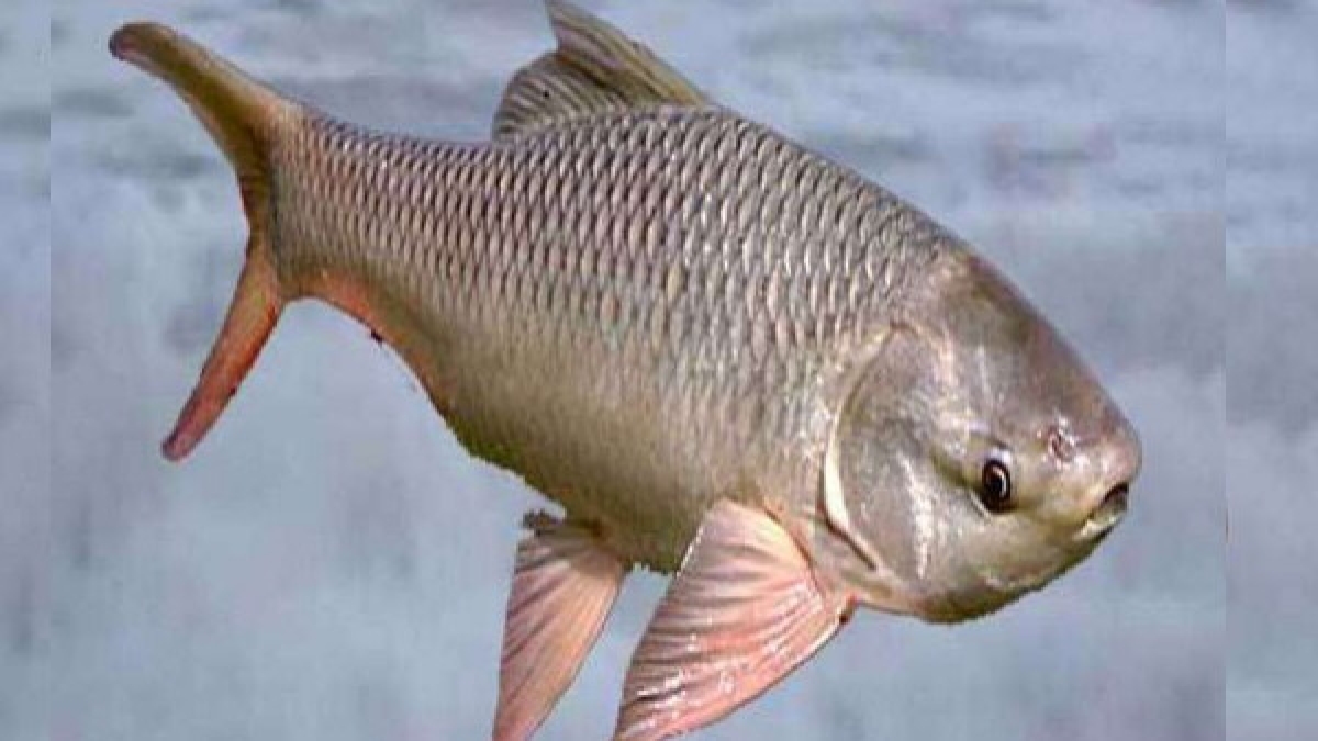 National Fisheries Development Board National Fisheries Development Board