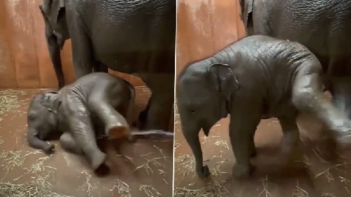 पानी की बौछार पड़ते ही झूमने लगा बच्चा