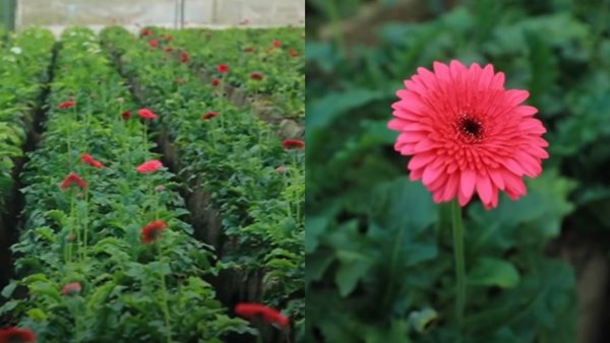 पांच साल तक मिलते रहेंगे फूल