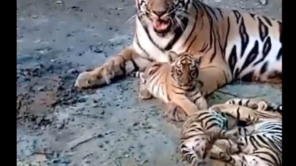 बाघिन शीला के शावकों ने की मस्ती