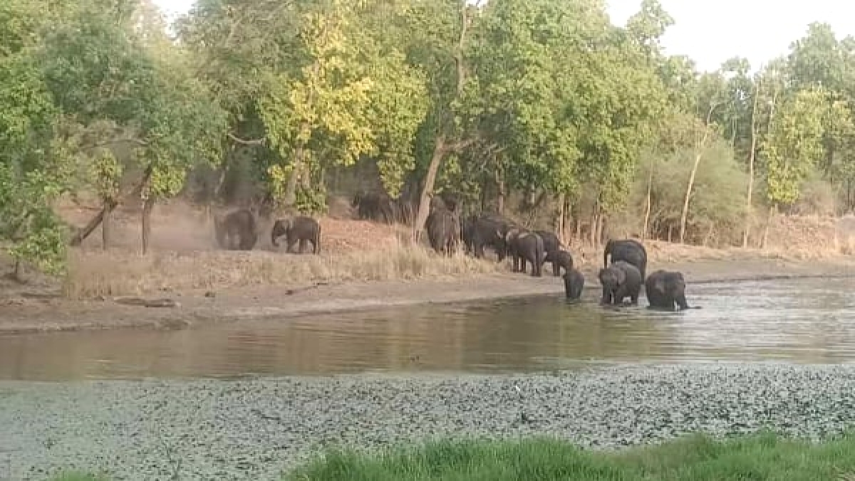 Anuppur hathi Anuppur hathi
