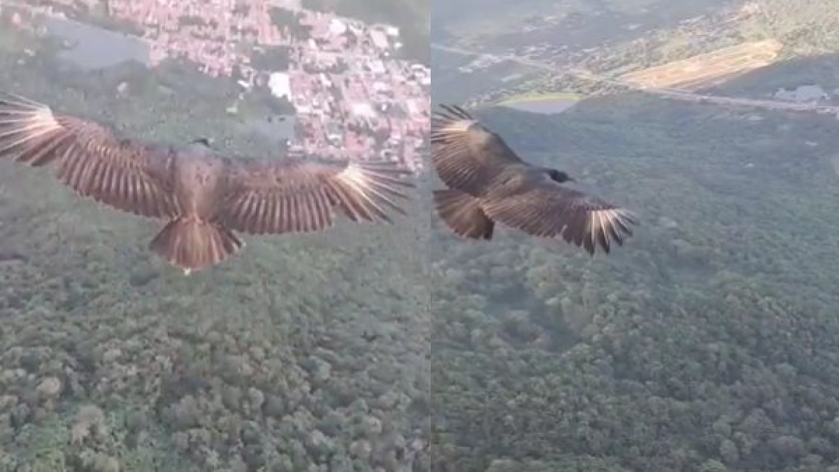 Black vulture Black vulture