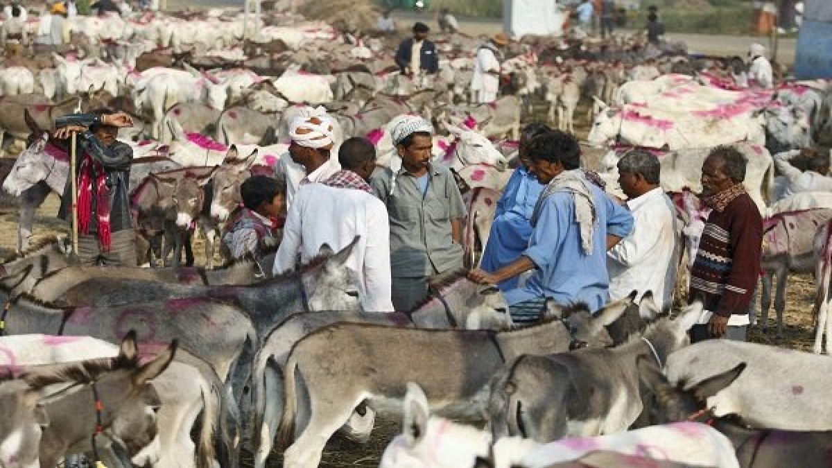 गधा पालन का काम