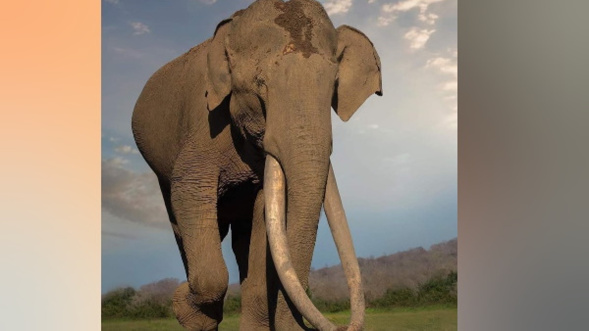 Bhogeshwar elephant Bhogeshwar elephant