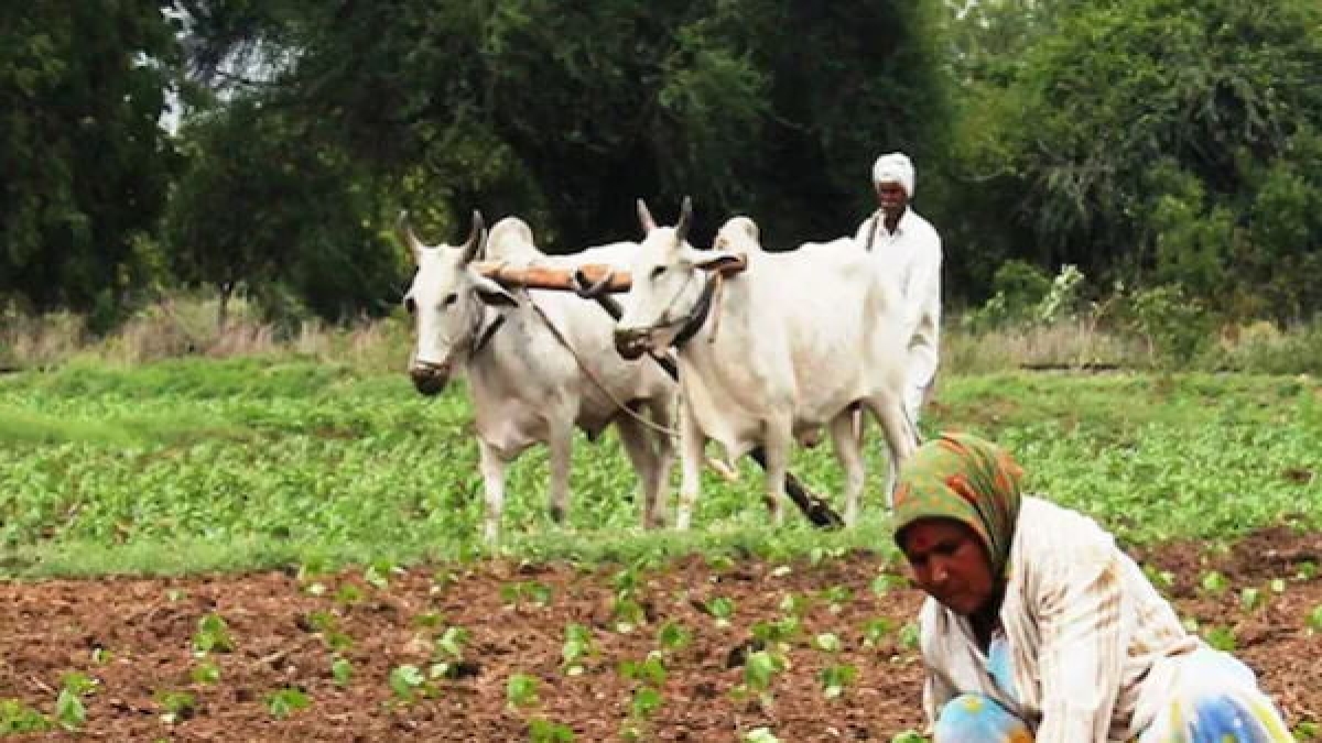 Panchkula: Haryana Government give Facility to Farmers to do Farming in Soaked Land Panchkula: Haryana Government give Facility to Farmers to do Farming in Soaked Land