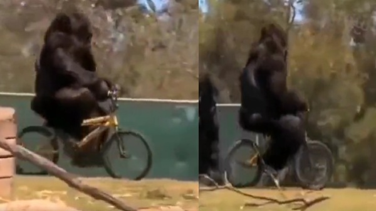 Gorilla Cycle Drive Gorilla Cycle Drive