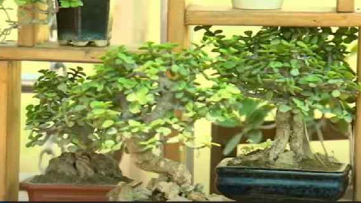 बोनसाई की बागवानी में अपार संभावनाएं