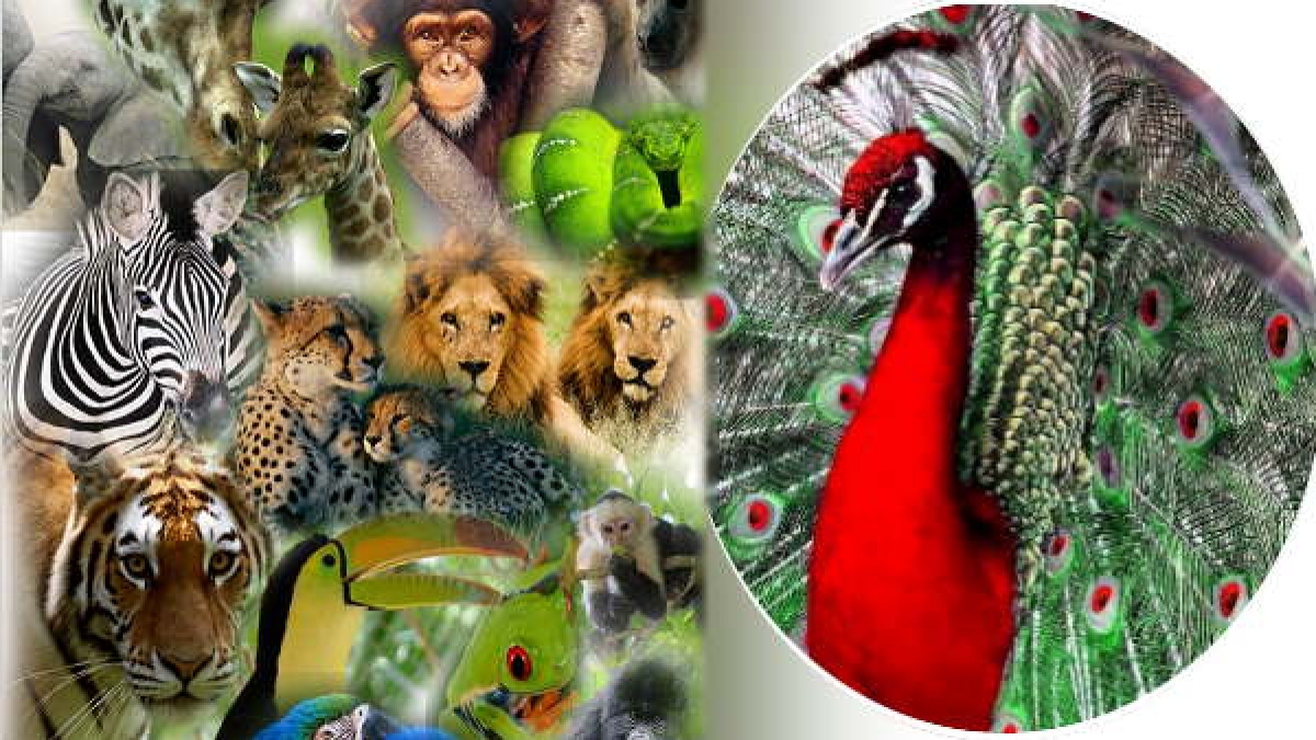worlds largest zoo to be built in jamnagar, but A petition in gujarat high court to stop it worlds largest zoo to be built in jamnagar, but A petition in gujarat high court to stop it