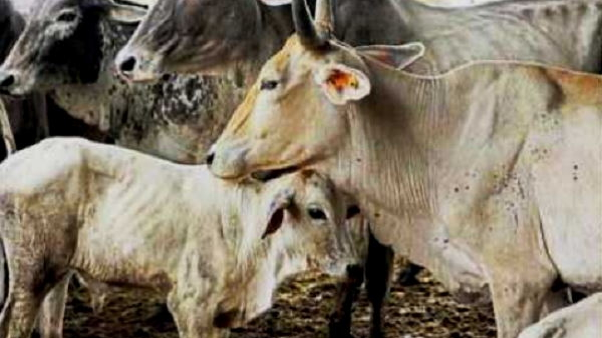 23 जिलों में फैल चुका लंपी का संक्रमण