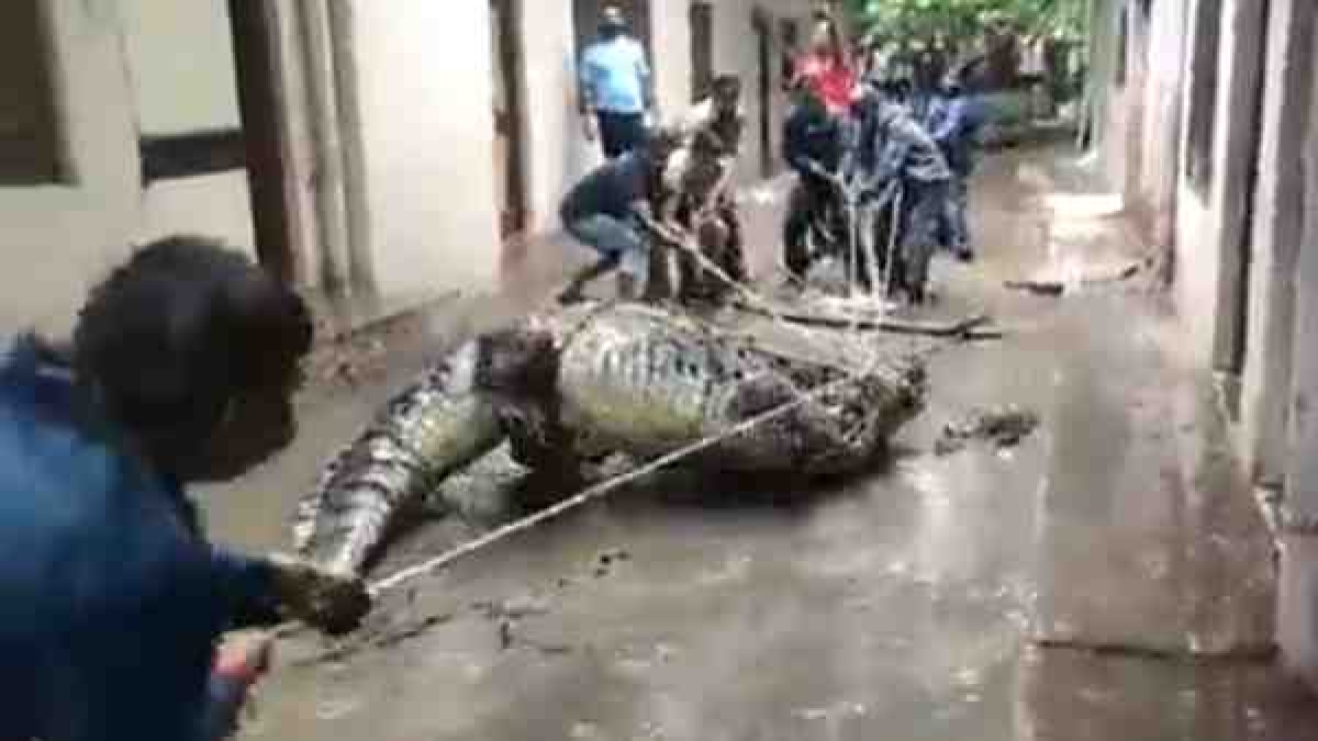 मगरमच्छ को काबू करने में छूटे पसीने