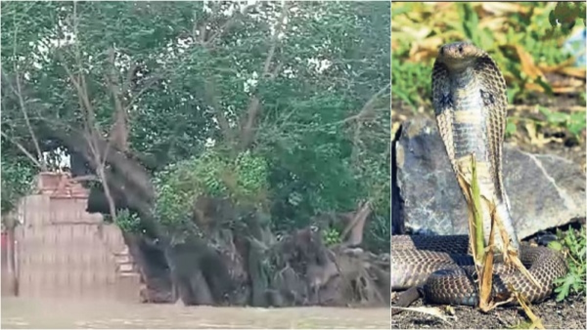 मंदिर के साथ उजड़ गया नागों का घर