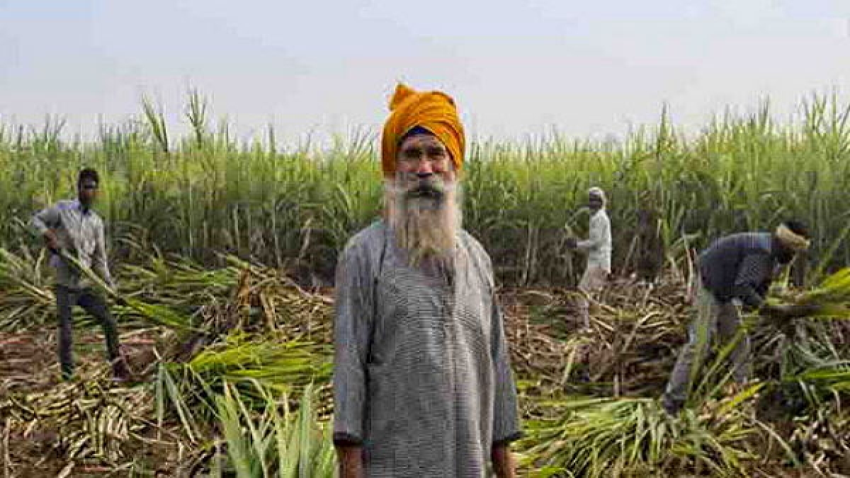 sugarcane sugarcane