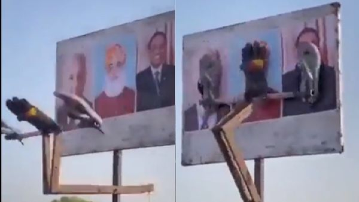 'ऑटोमेटिक चप्पल मार मशीन'