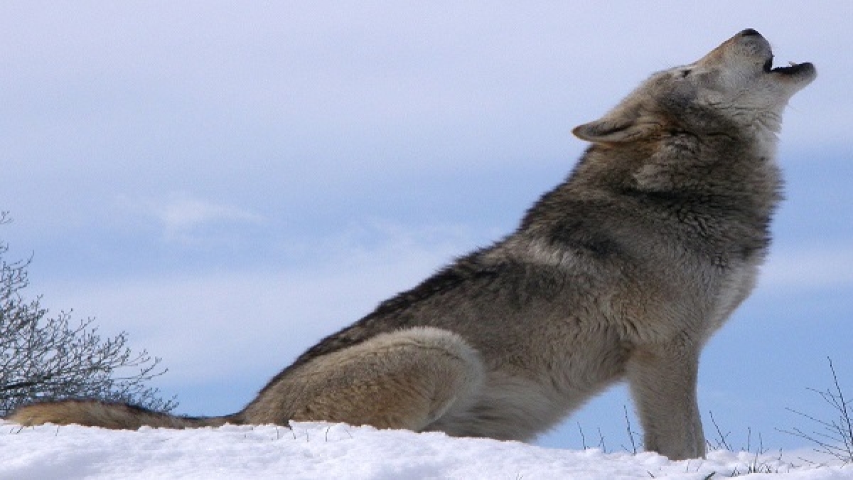 wolf wolf