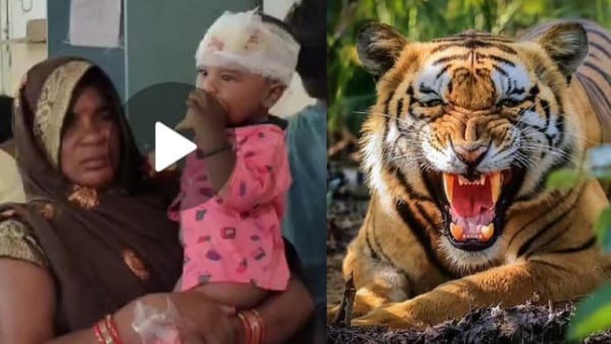 बाघ के जबड़े से बचा लाई मां