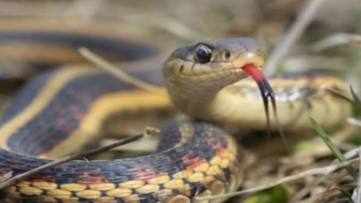 satna girl dies of snakebite satna girl dies of snakebite