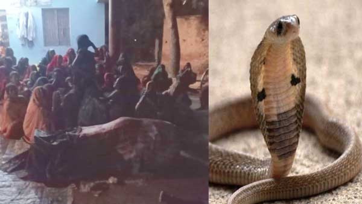 बर्तन धोते समय डंस लिया था जहरीला सांप