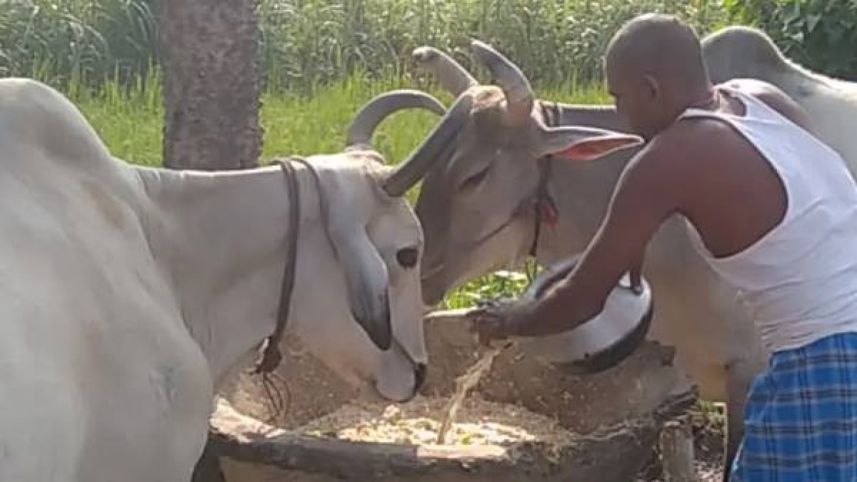 बैलों की सेवा करते-करते मालिक परेशान