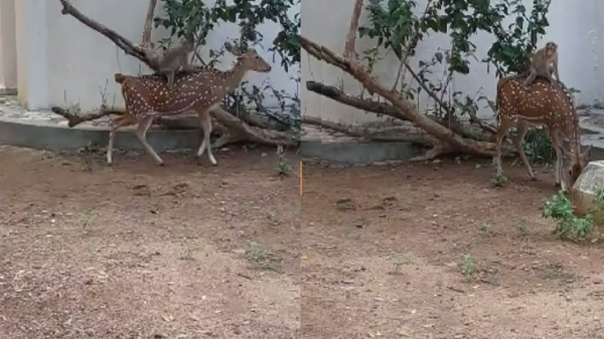 यूजर्स का जीत रहा दिल