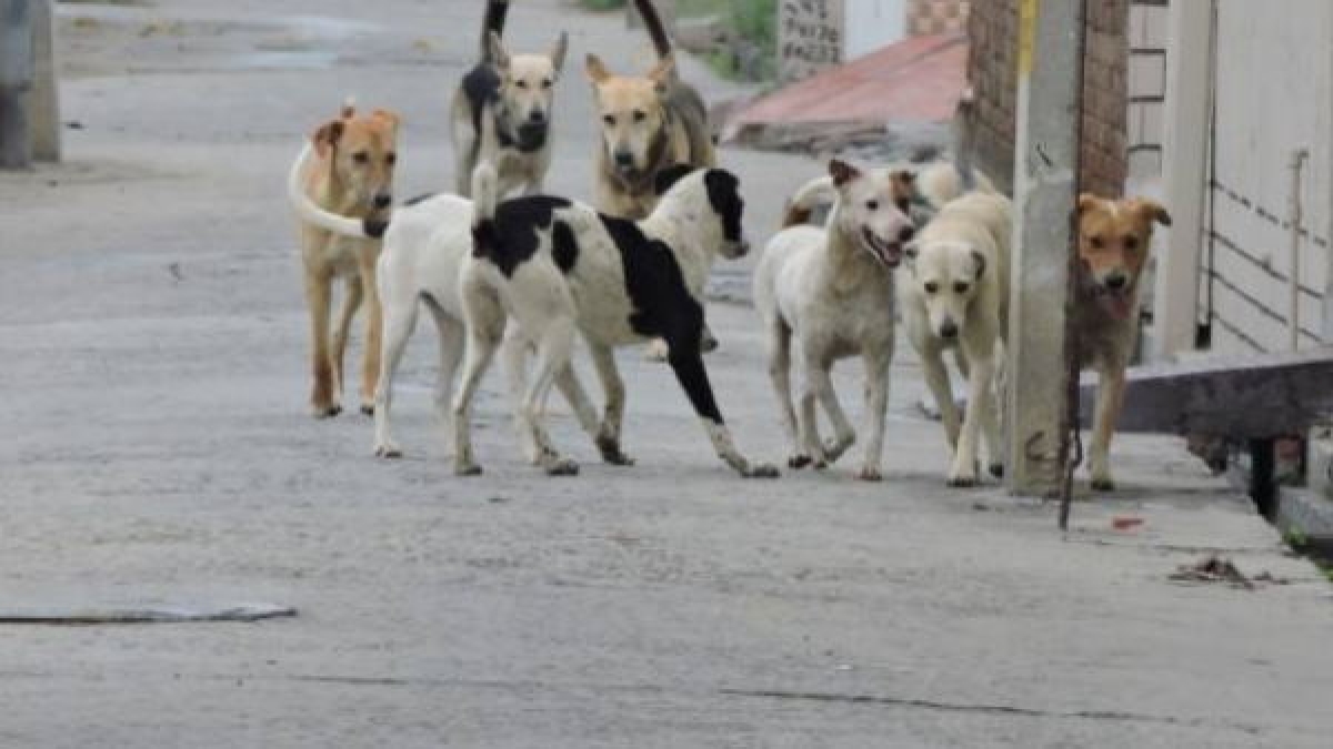 परिजन घर में थे और बच्चा बाहर खेल रहा था