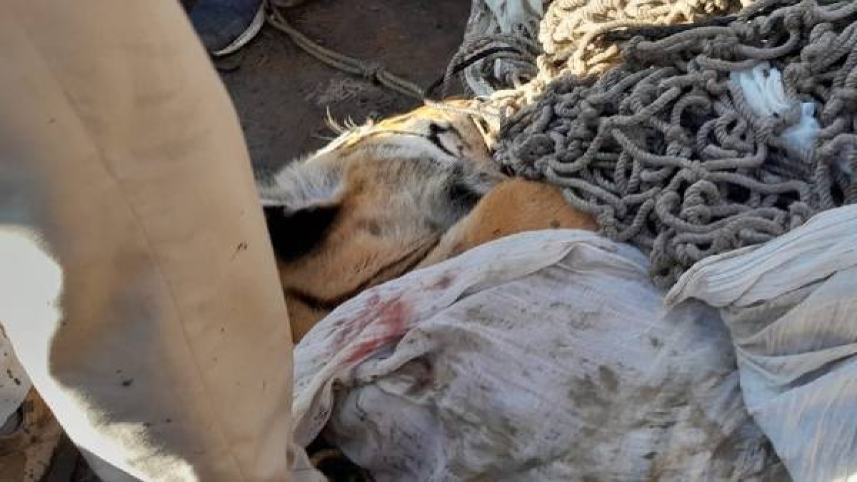 Man Eater Tiger Killed Man Eater Tiger Killed
