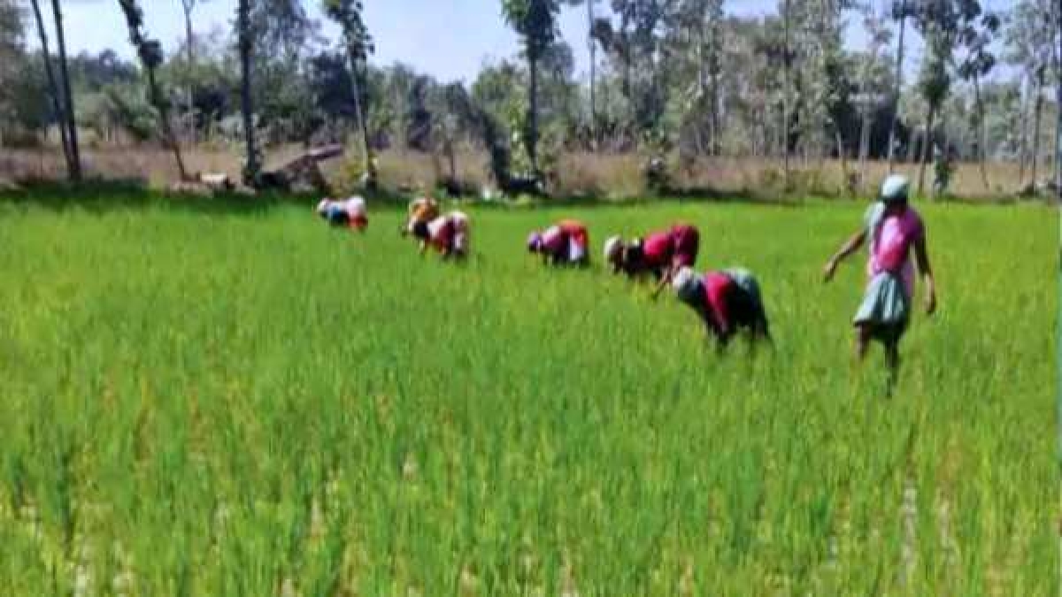 Women Farmers Natural Farming Women Farmers Natural Farming