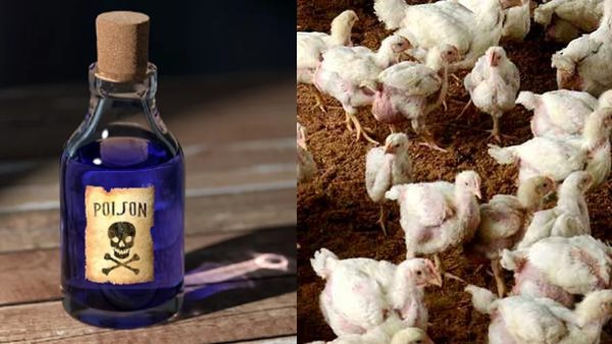 poison poison