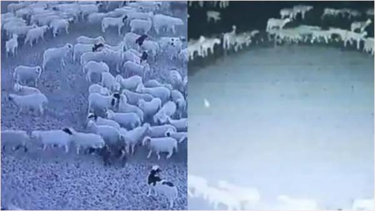 चीन में भेड़ों के गोल-गोल घूमने का रहस्य