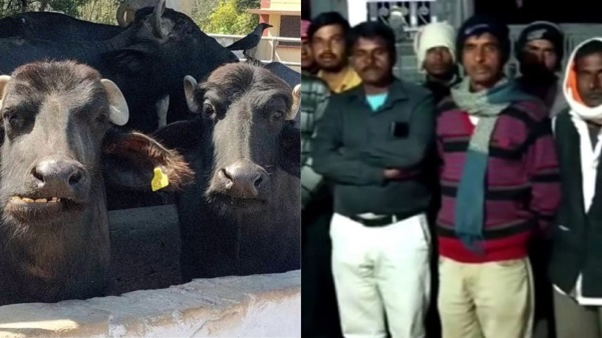 पुलिस नाकाम हुई तो फिर भगवान ने सुलझाया भैंस चोरी का मामला पुलिस नाकाम हुई तो फिर भगवान ने सुलझाया भैंस चोरी का मामला