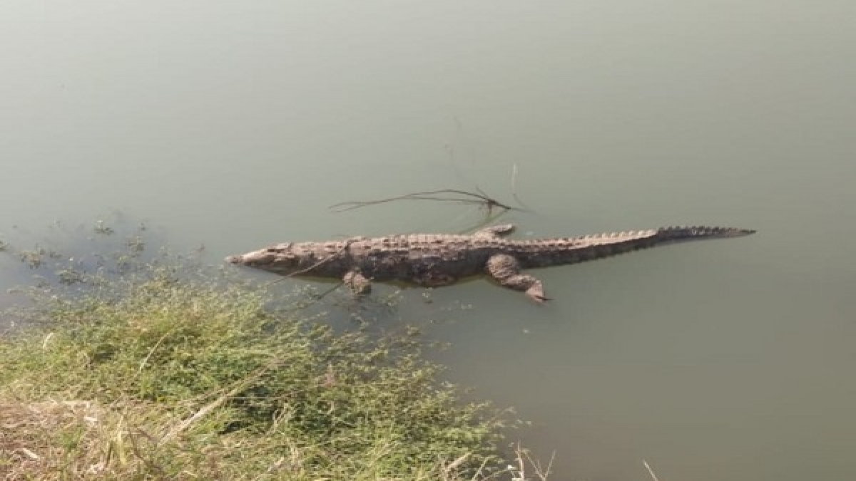 Crocodile Crocodile