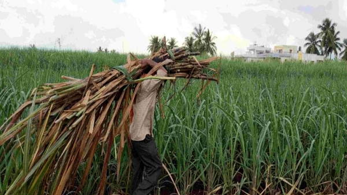 Good news for Punjabi farmers: government increased the price of sugarcane, all sugar mills will also start crushing Good news for Punjabi farmers: government increased the price of sugarcane, all sugar mills will also start crushing