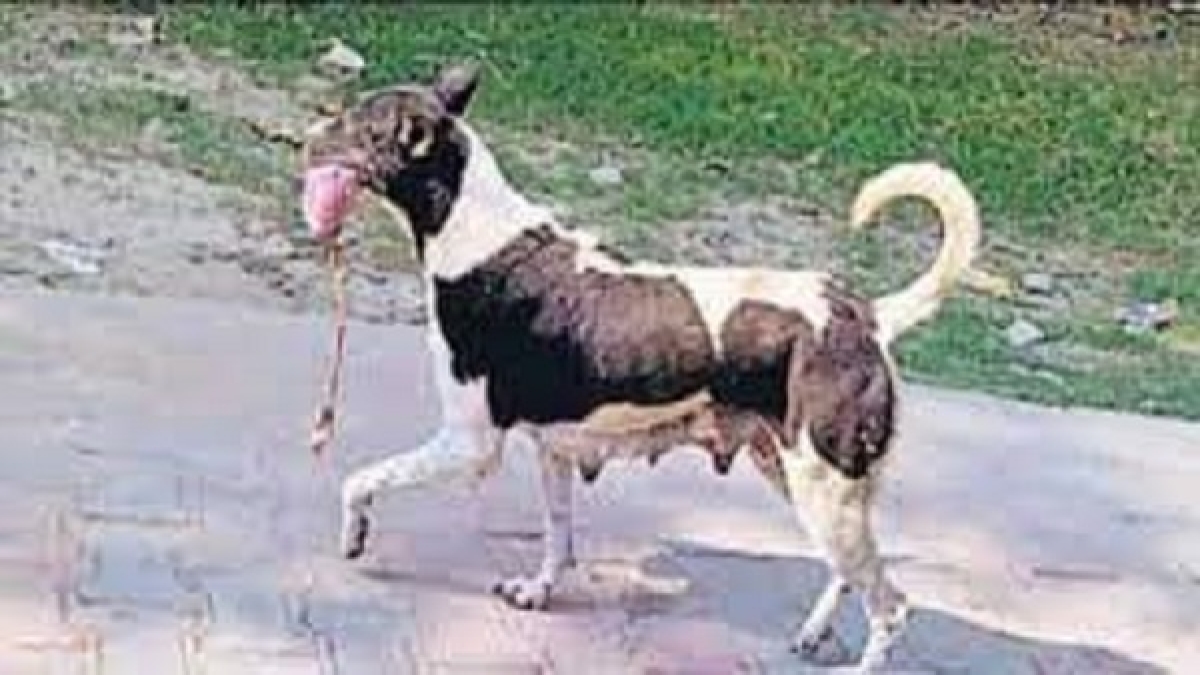 kushinagar kushinagar