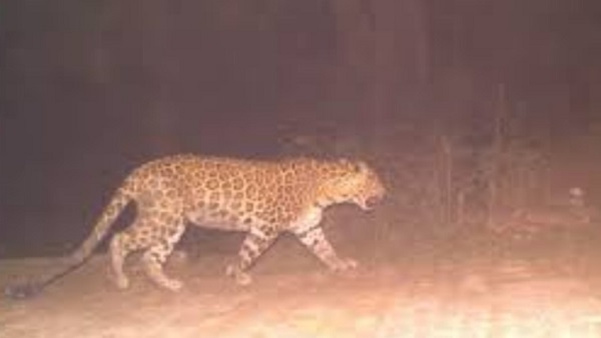 leopard leopard