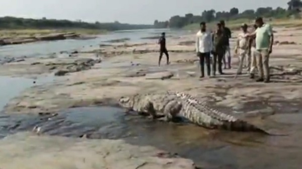 crocodile crocodile