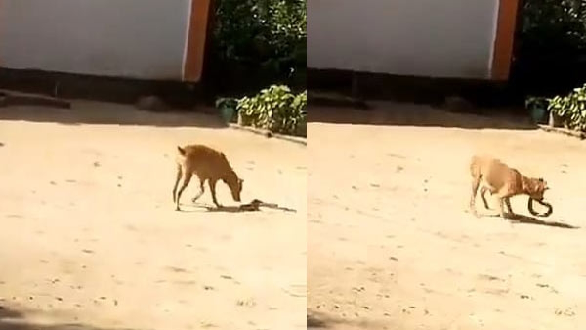 चार नवंबर का बताया जा रहा है वीडियो