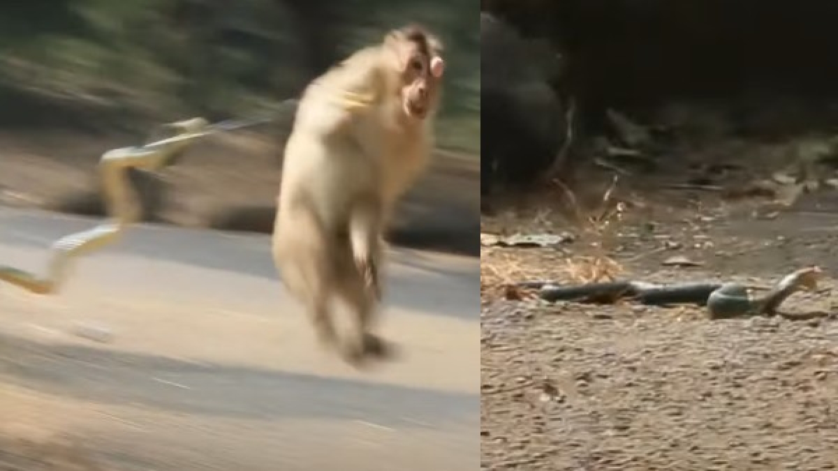 Monkey Monkey