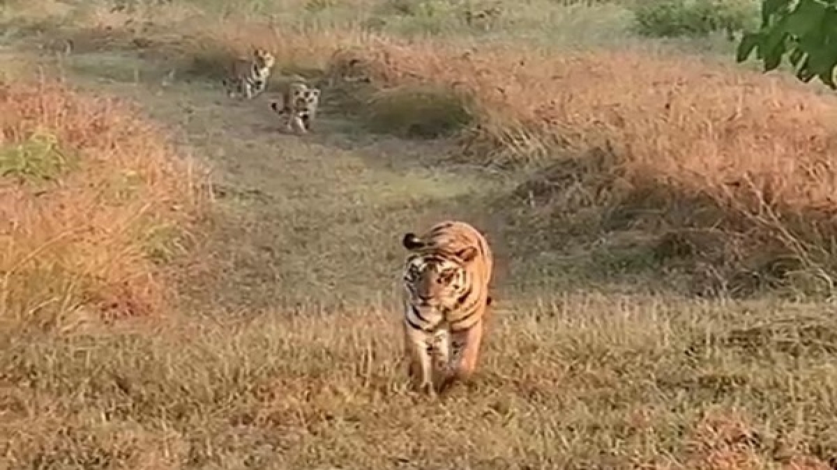 पर्यटकों को बाघिन और शावकों की अठखेलियां देखने को मिल रही