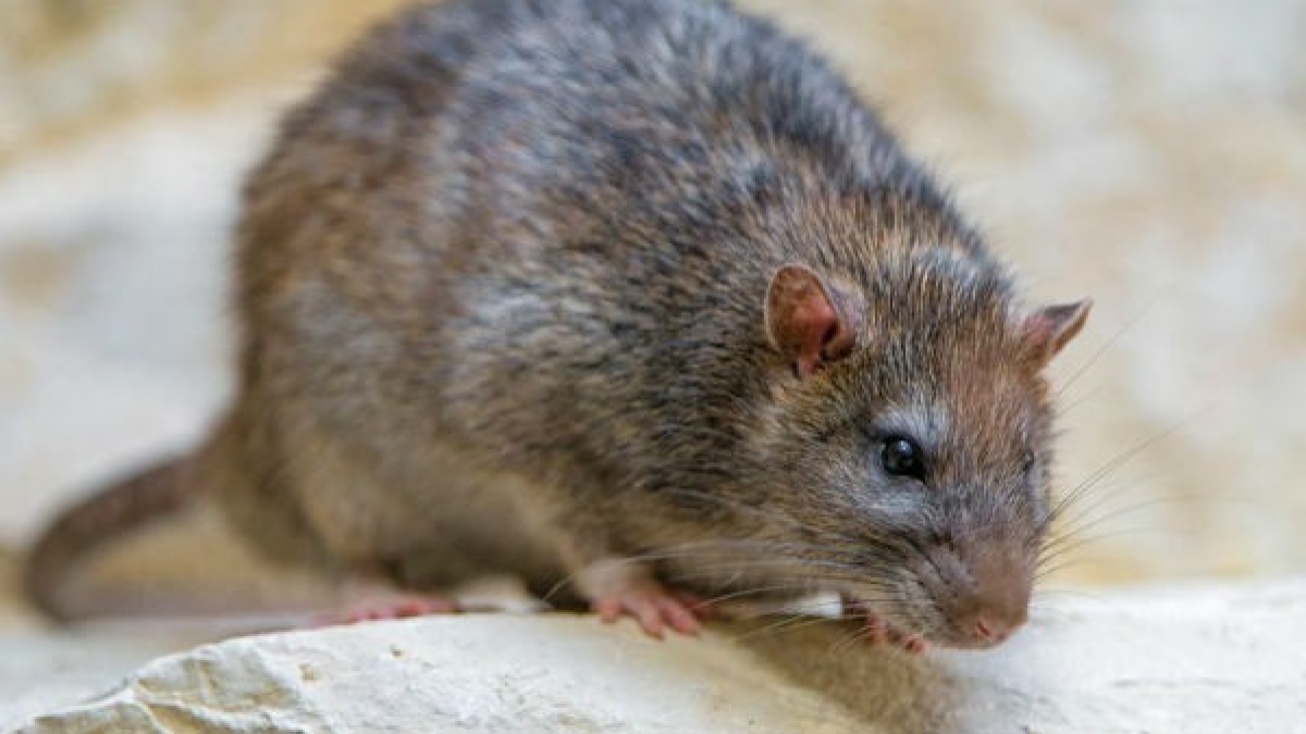 rat man arrested rat man arrested