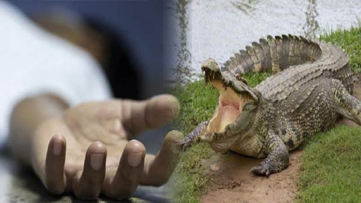 Sonbhadra crocodile news Sonbhadra crocodile news