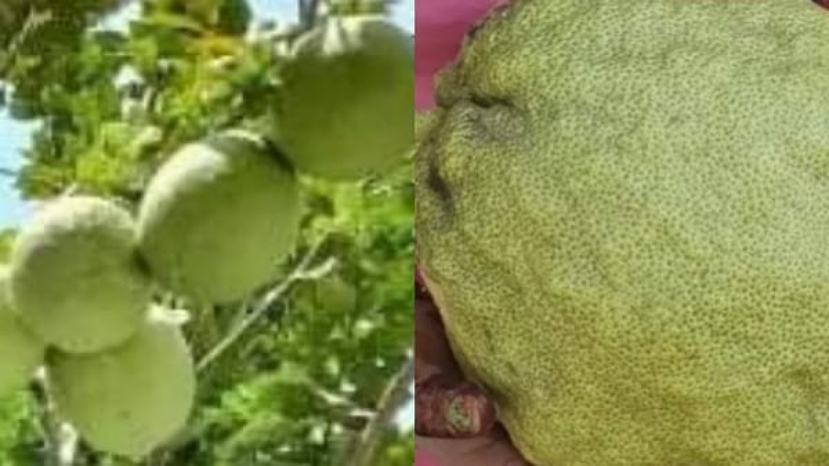 कुछ ऐसा है नींबू का साइज