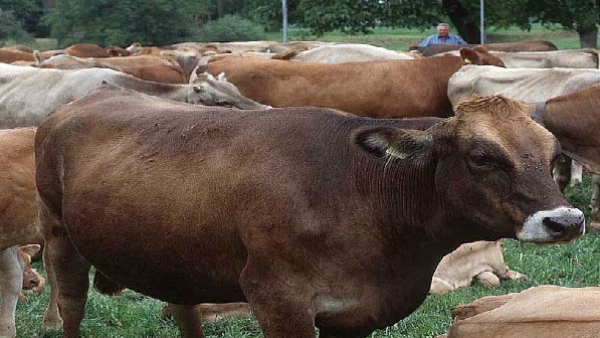 cow cow