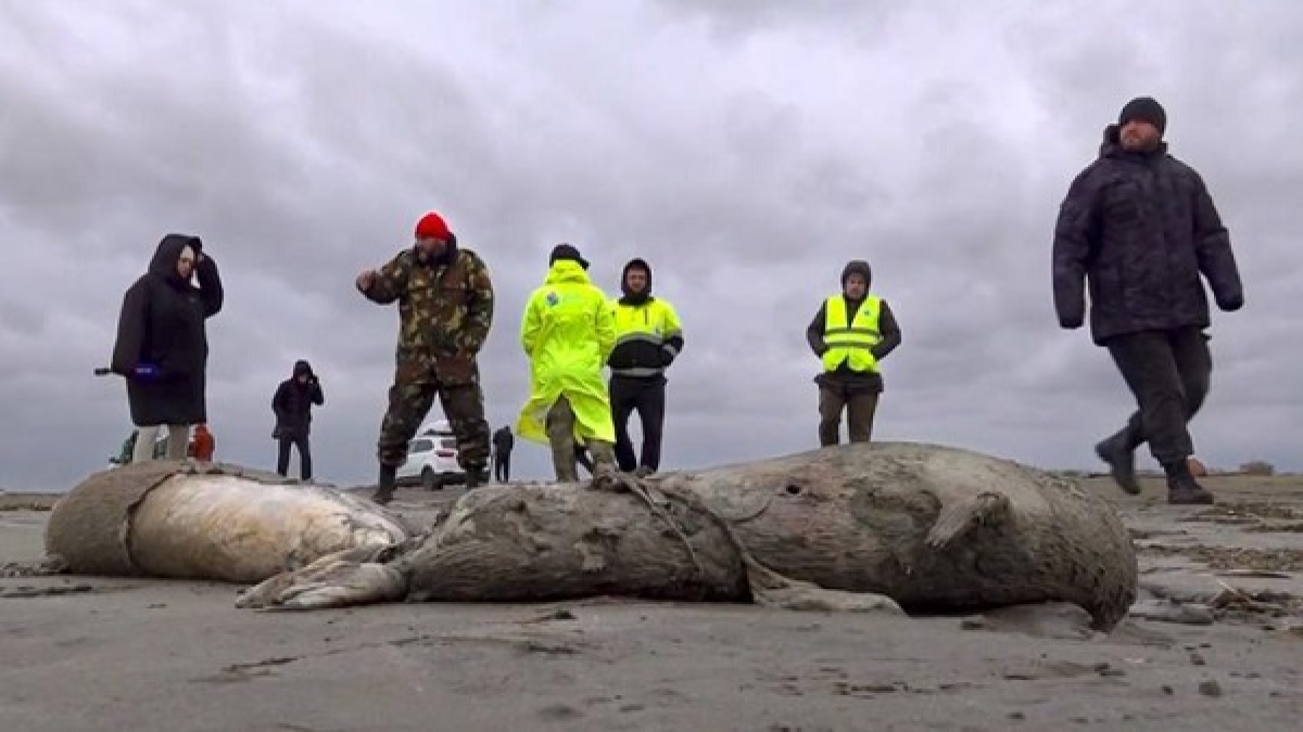 Dead Seals Dead Seals
