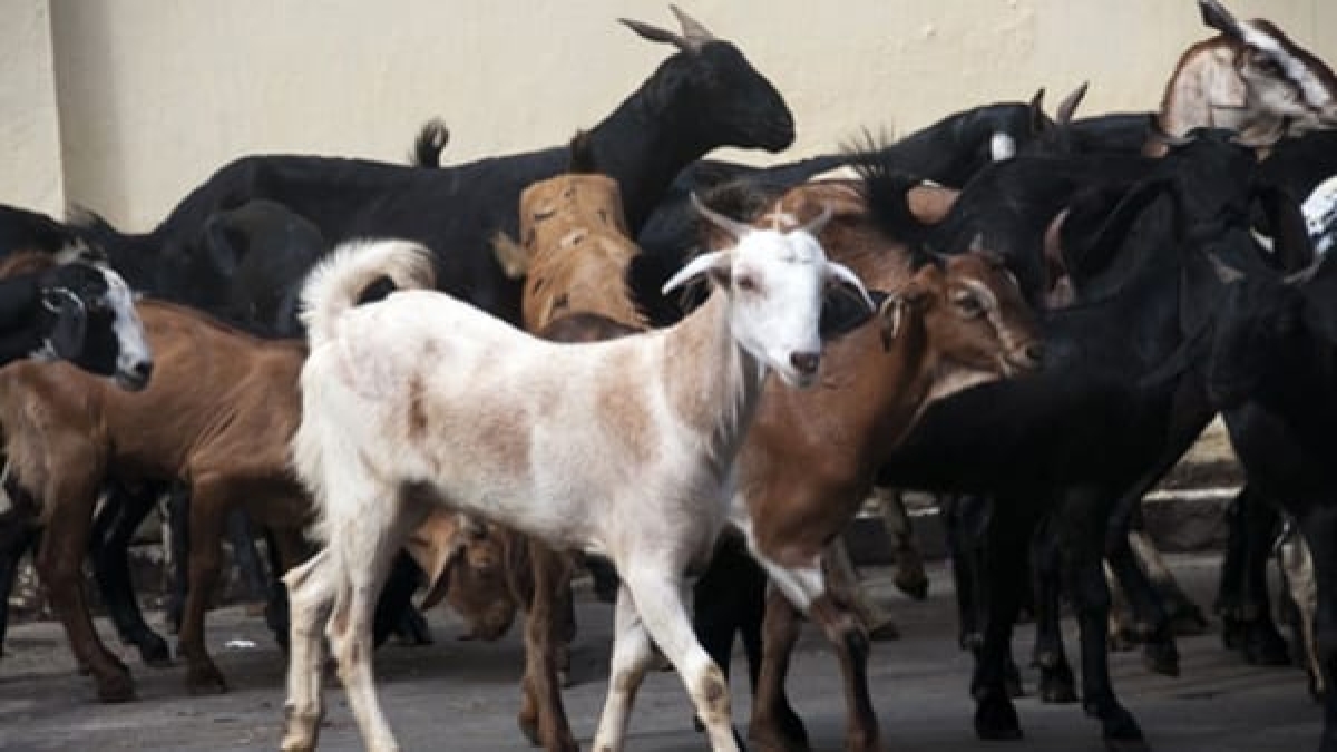 Goat stolen recovered from Hyderabad Goat stolen recovered from Hyderabad