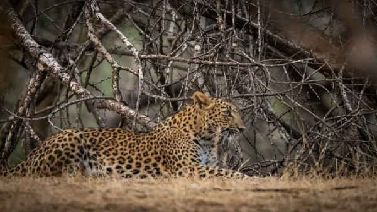 jaipur laipard jaipur laipard