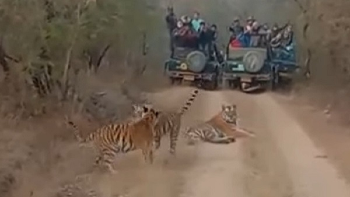 पन्ना टाइगर रिजर्व पन्ना टाइगर रिजर्व